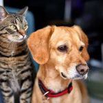 Best Pet Insurance Providers of 2024: Comparing Plans and Coverage