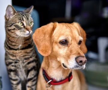 Best Pet Insurance Providers of 2024: Comparing Plans and Coverage