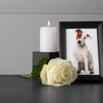 Pet Funeral and Grieving: How to Cope with the Loss of a Beloved Animal