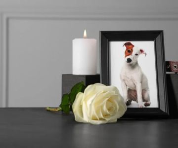 Pet Funeral and Grieving: How to Cope with the Loss of a Beloved Animal
