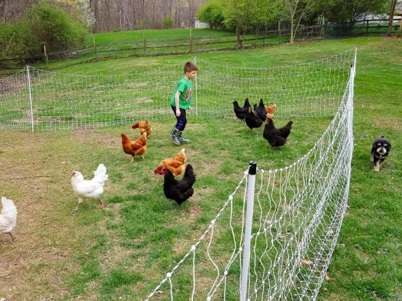 The Pros and Cons of Keeping Pet Chickens in Your Backyard