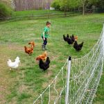 The Pros and Cons of Keeping Pet Chickens in Your Backyard