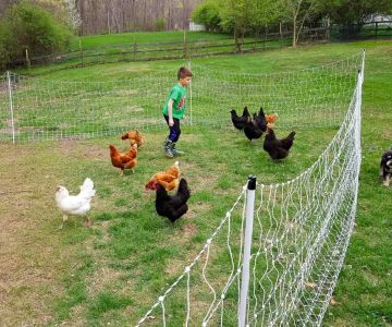 The Pros and Cons of Keeping Pet Chickens in Your Backyard