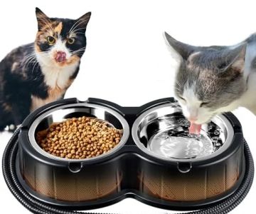 The Best Heated Water Bowls for Outdoor Cats in Winter