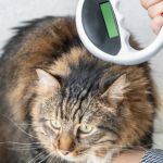 The Best ID Microchip for a Kitten's Safety | Omnia Pet