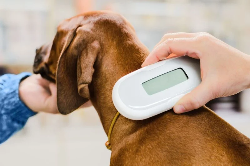 The Benefits of Microchipping Your Dog or Cat