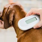 The Benefits of Microchipping Your Dog or Cat