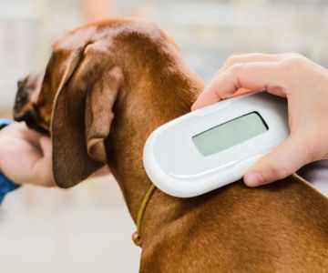 The Benefits of Microchipping Your Dog or Cat