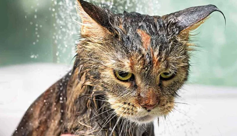 Why Do Cats Hate Water? The Evolutionary Reasons