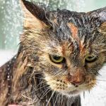 Why Do Cats Hate Water? The Evolutionary Reasons