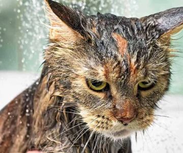 Why Do Cats Hate Water? The Evolutionary Reasons
