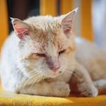 A Guide to Feline Cancer: Common Types and Symptoms Every Cat Owner Should Know