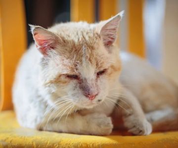 A Guide to Feline Cancer: Common Types and Symptoms Every Cat Owner Should Know