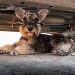 The Best Pet-Safe Antifreeze for Winter: Protect Your Pets and Vehicles