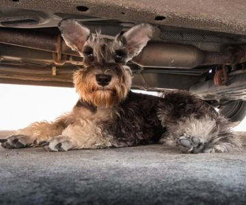 The Best Pet-Safe Antifreeze for Winter: Protect Your Pets and Vehicles