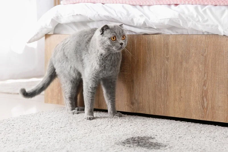 How to Stop Your Cat from Spraying Urine in the House: Tips & Solutions