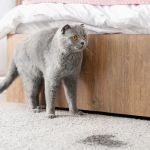 How to Stop Your Cat from Spraying Urine in the House: Tips & Solutions