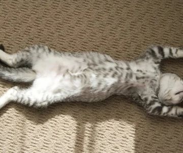 How to Train Your Kitten to Play Dead: Step-by-Step Guide