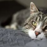 The Best CBD Treats for Cats with Arthritis Pain