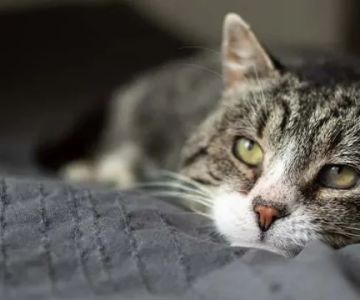 The Best CBD Treats for Cats with Arthritis Pain