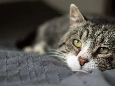 The Best CBD Treats for Cats with Arthritis Pain