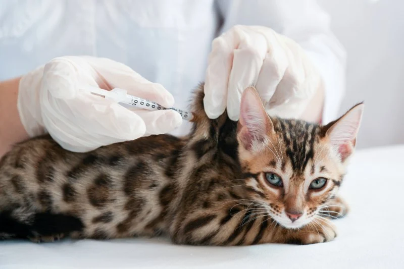 Understanding Kitten Vaccination: Side Effects to Watch For