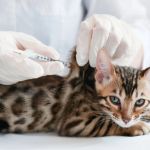 Understanding Kitten Vaccination: Side Effects to Watch For