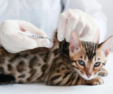 Understanding Kitten Vaccination: Side Effects to Watch For
