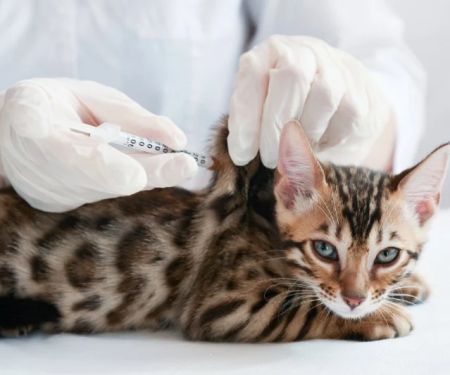 Understanding Kitten Vaccination: Side Effects to Watch For