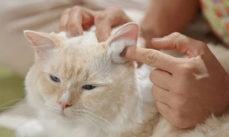The Best Way to Clean a Kitten's Ears at Home