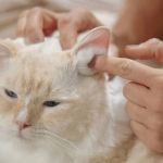The Best Way to Clean a Kitten's Ears at Home
