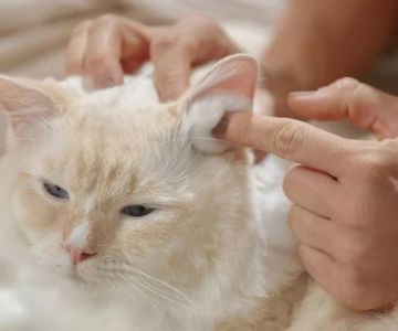 The Best Way to Clean a Kitten's Ears at Home