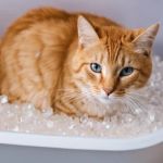 How to Stop Your Kitten from Eating Litter Crystals: Essential Tips for Pet Owners