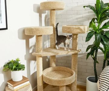 The Best Cat Tree for Kitten's Agility Training | Top Options for Your Kitten's Development