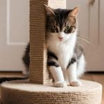 How to Choose the Right Scratching Post Material for Your Cat | Guide for Cat Owners