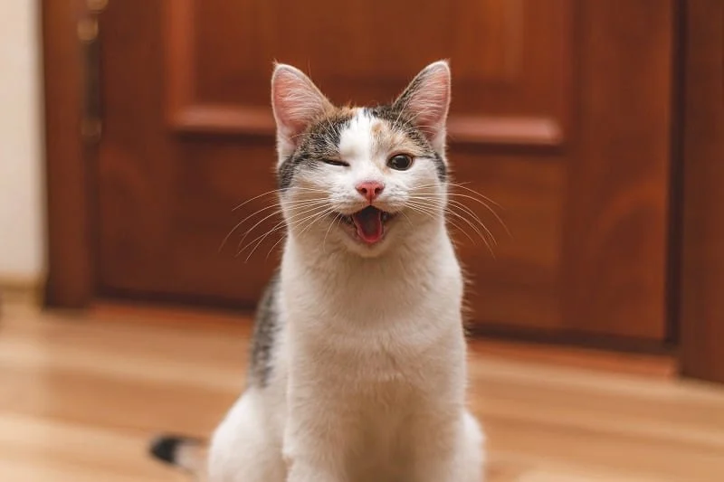 What Does It Mean When Your Cat Winks? A Guide to Understanding Cat Behavior