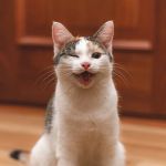 What Does It Mean When Your Cat Winks? A Guide to Understanding Cat Behavior
