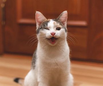 What Does It Mean When Your Cat Winks? A Guide to Understanding Cat Behavior