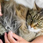 Why Is My Kitten's Fur Changing Texture? Causes and Solutions for Pet Owners