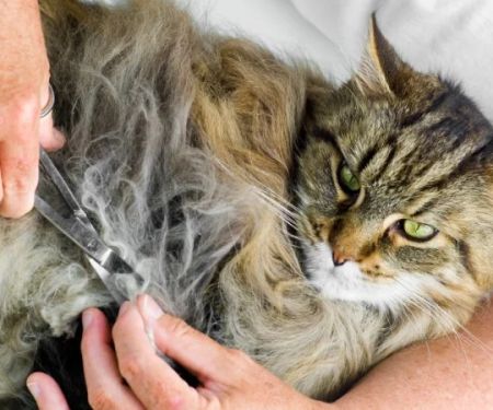 Why Is My Kitten's Fur Changing Texture? Causes and Solutions for Pet Owners