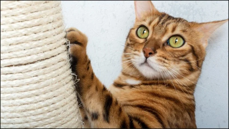 How to Keep Your Cat Entertained While You're at Work