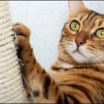 How to Keep Your Cat Entertained While You're at Work