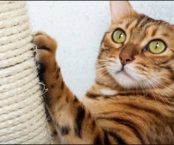 How to Keep Your Cat Entertained While You're at Work