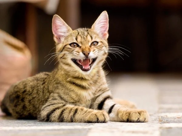 Why Do Cats Meow? The Meaning Behind Different Meows