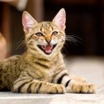 Why Do Cats Meow? The Meaning Behind Different Meows