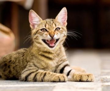 Why Do Cats Meow? The Meaning Behind Different Meows