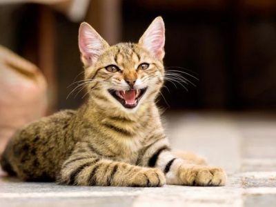 Why Do Cats Meow? The Meaning Behind Different Meows