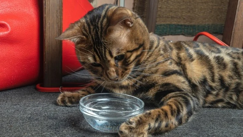 How to Stop Your Kitten from Knocking Over Water Bowls