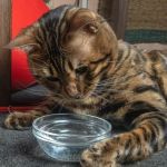 How to Stop Your Kitten from Knocking Over Water Bowls