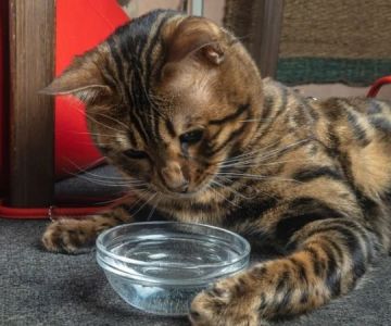 How to Stop Your Kitten from Knocking Over Water Bowls